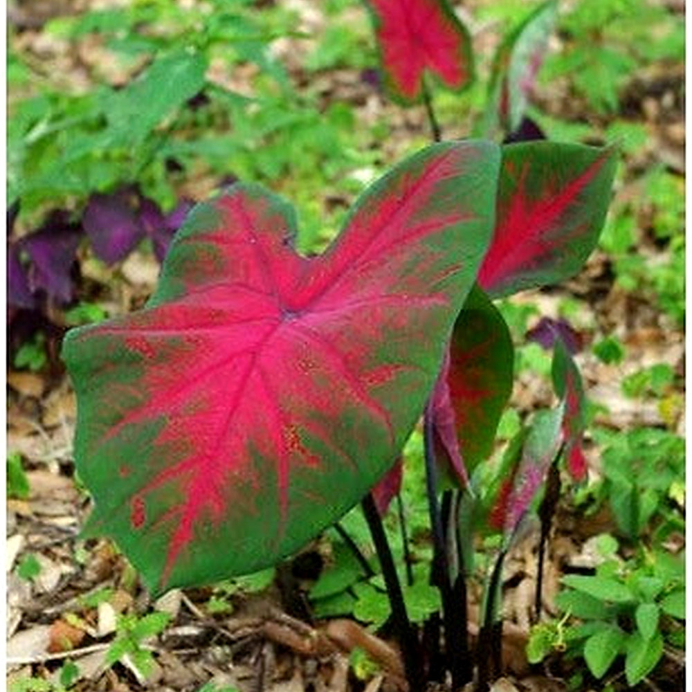 Heirloom Caladium Bicolor Pale Red Flower Seeds [neera-v5-18d0a8d30b28e521b3ce]