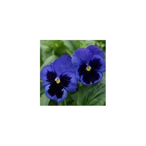 Pansy Flower Seeds Heirloom Non GMO Planting [neera-v5-18d23e992938bc872cf9]