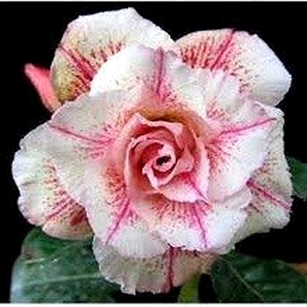 Desert Rose Seeds (Adenium Obesum) [neera-v5-18d6b2518ab8e5627c7d]