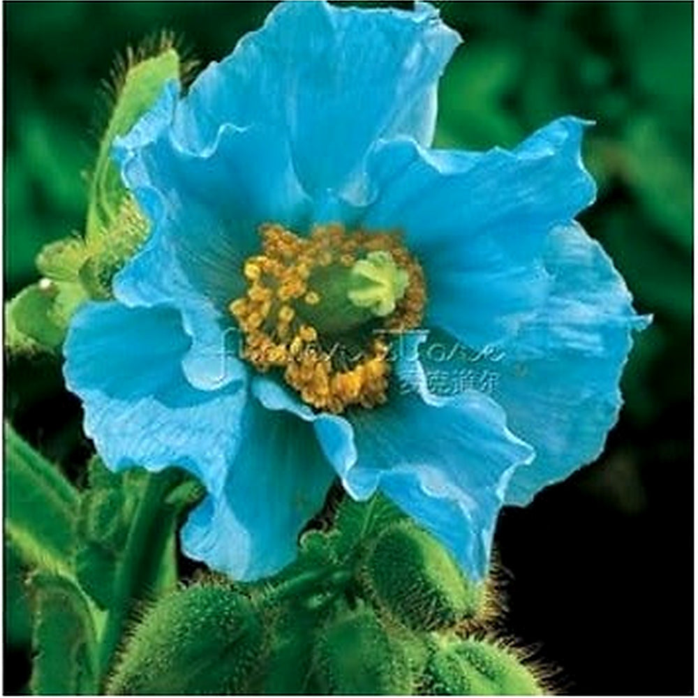 Heirloom Non-GMO Sky Blue Eschscholtzia Flower Seeds [neera-v5-18d77d9142416e6f8515]