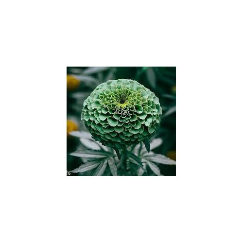 Hybrid Green Marigold Flower Seeds for Planting [neera-v5-18d7ecf7006a6d224159]