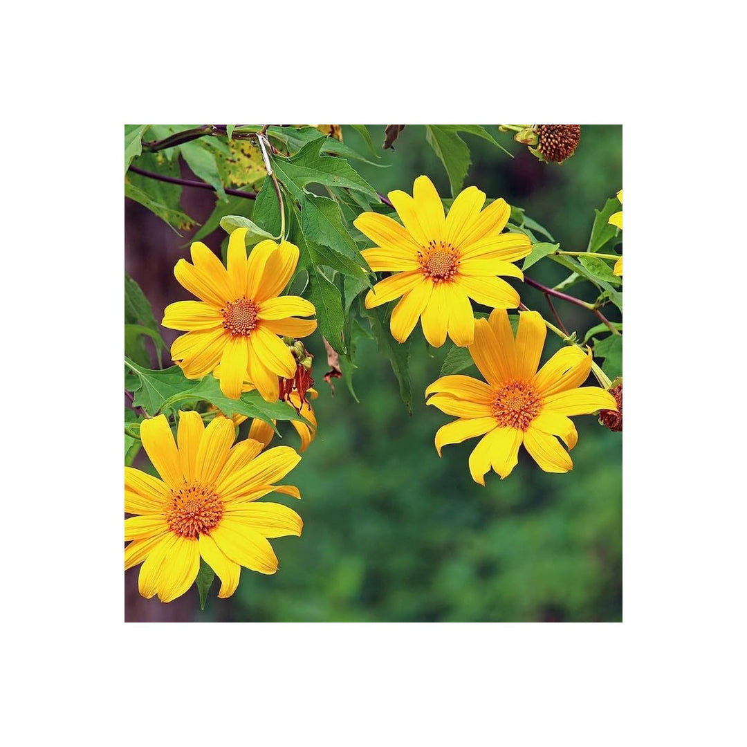 Tithonia Diversifolia Flower For Planting Flower Seeds for Home Garden Planting, Landscape Organic [neera-v5-18d86c9c3260e0932f6e]