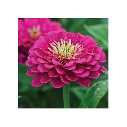 Pink Calendula Flower Seeds, Heirloom, Non-GMO Seeds for Planting [neera-v5-18d9bab5a7b5155734b5]