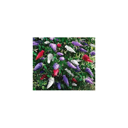 Mix Buddleia Butterfly Bush Flower Seeds for Planting [neera-v5-18f59accf9719385d5c0]