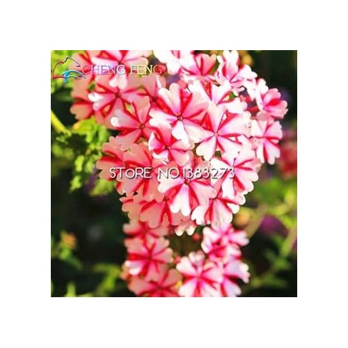 Organic Heirloom Pink Verbena Flower Seeds [neera-v5-18f788cd8ca4234fe706]