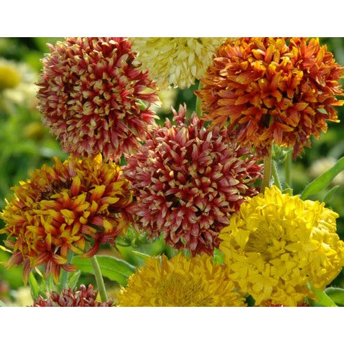 Mixed Gaillardia Flower Seeds for Planting, NON GMO Seeds [neera-v5-18f889b65ab78a4bc101]