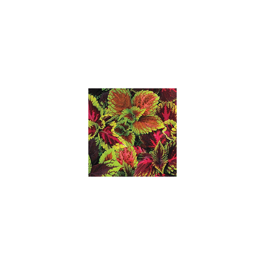 Coleus Plectranthus Scutellarioides Flower For Planting In Indoor Pots Or Shaded Garden Areas [neera-v5-1902bf7145e9a0027902]