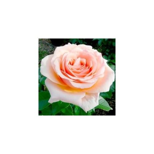 Peach Rose Flower Seeds for Planting [neera-v5-1910e4117f862766eb47]
