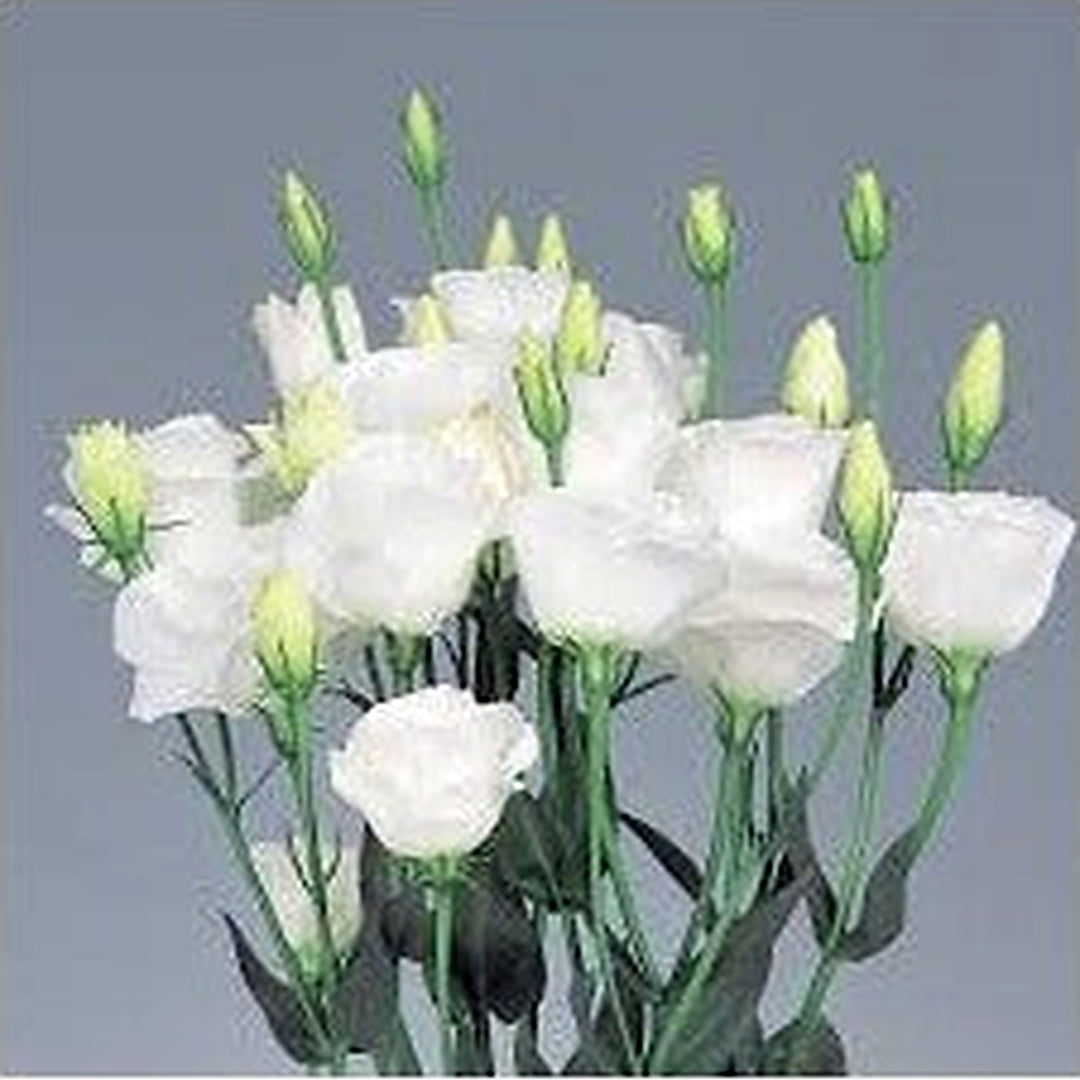 White Lisianthus Flower Seeds for Planting [neera-v5-191febefe768fd8241fc]