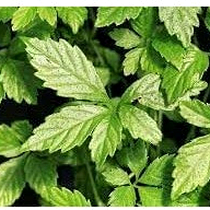 Heirloom Non-GMO Pentaphyllum Plant Seeds for Planting [neera-v5-1921d244f8d5a22290ae]
