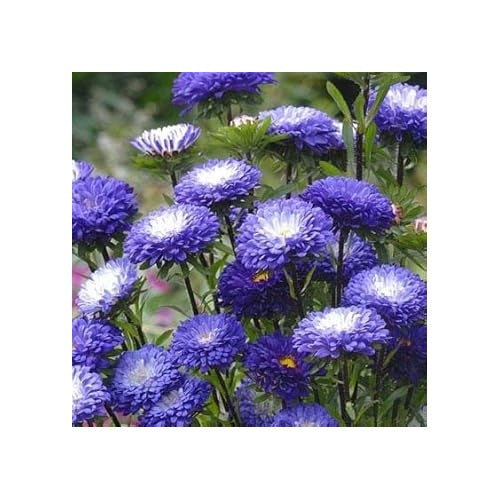 Blue &amp; White China Aster Heirloom Non-GMO Seeds for Planting [neera-v5-19224d865b51f498f188]