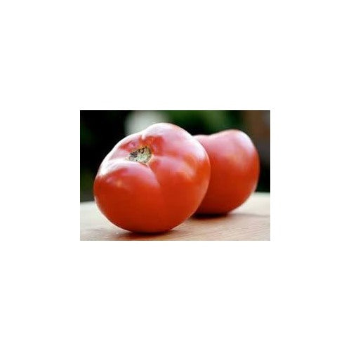 Abe Lincoln Heirloom Tomato Vegetable Seeds for Planting [neera-v5-1924ba09d755faec50a5]