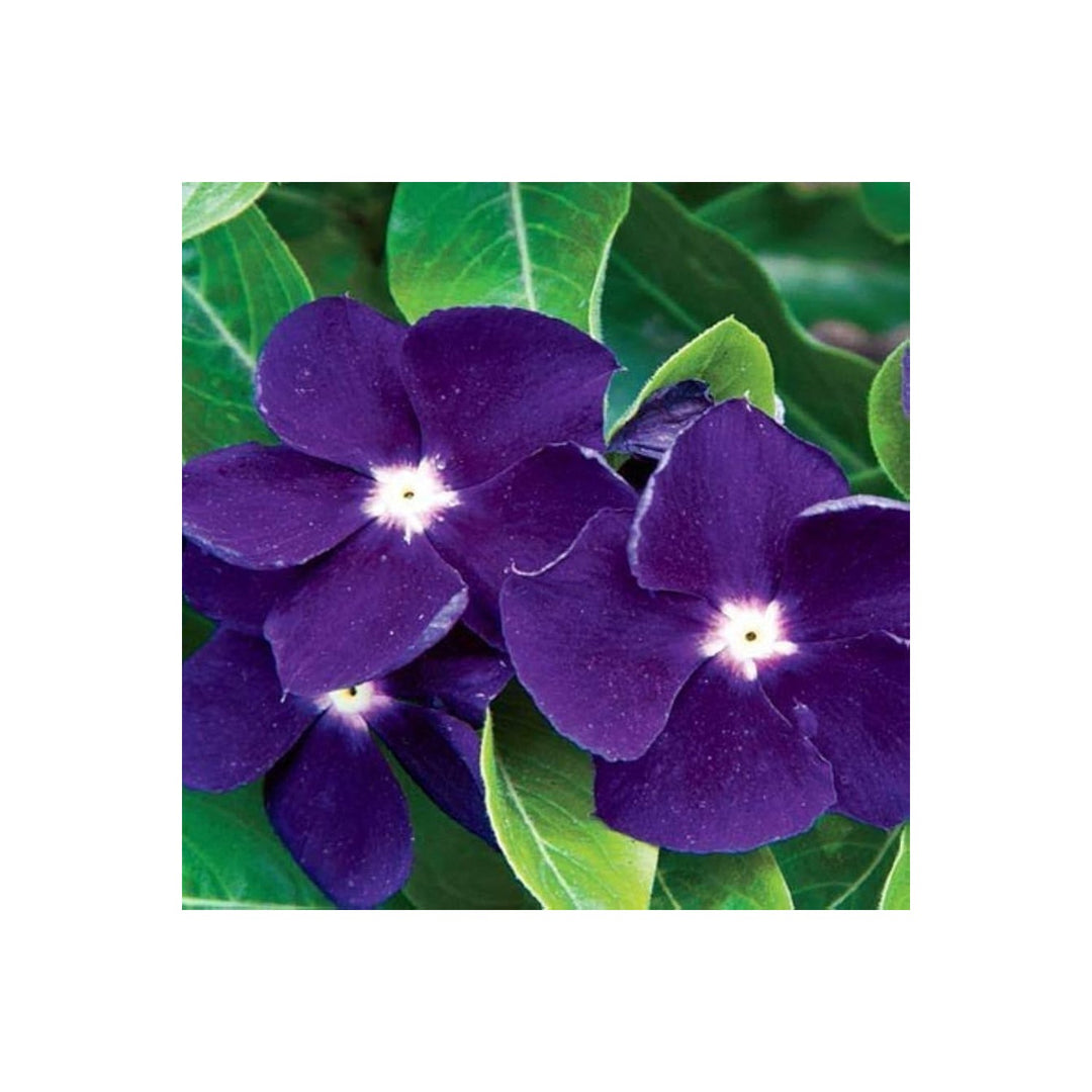 Purple Vinca Periwinkle Flower Heirloom Non Gmo For Stunning Garden Blooms Flower Seeds for Home [neera-v5-192840c1e6de29bb8e96]