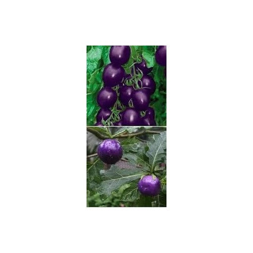 Heirloom Non-GMO Dark Violet Tomato Seeds for Home Garden Planting [neera-v5-192e1547d44cfe6f24c8]