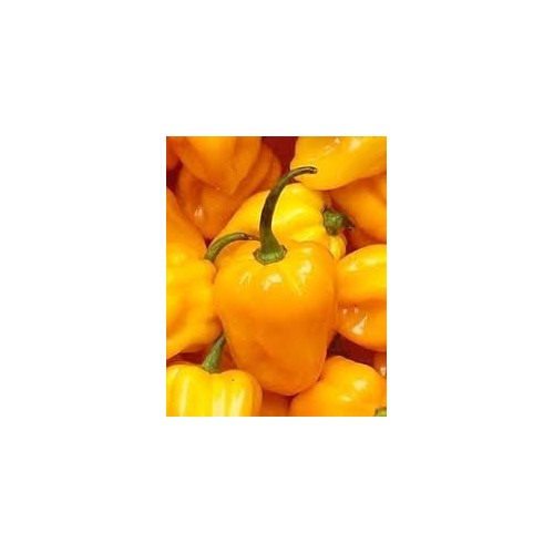 Habanero Pepper Seeds for Planting | Heirloom, Non-GMO, High Germination Organic Garden Seeds [neera-v5-193607ebf7e0d4551e17]