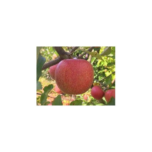 Esopus Spitzenburg Apple Fruit Seeds [neera-v5-193886eefd11dd66fc1e]