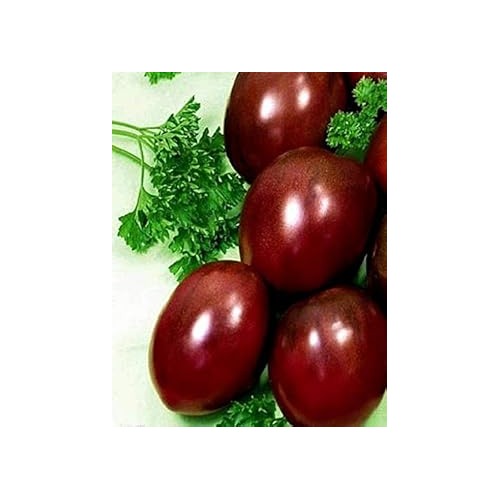 Maroon Red Tomato Seeds for Planting [neera-v5-193b214aac4ebe40ae95]