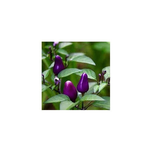 Dwarf Chilli Pepper Little Blue Exotic Mini Hot Pepper Seeds for Planting | Heirloom, Non-GMO, Organic Seeds [neera-v5-194b2660b30b3e30f2d9]