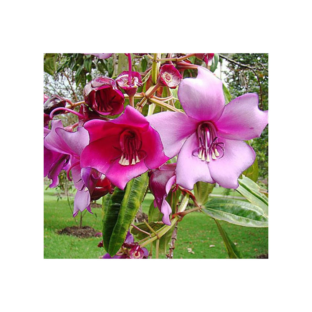 Meriania Nobilis Flower Garden Planting Heirloom Non Gmo Exotic Blooms Flower Seeds Home [neera-v5-194cdb78439a61e0a3ba]