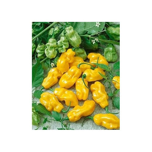 Yellow Pepper Vegetable Seeds for Planting [neera-v5-196c05bca7e934fc7032]