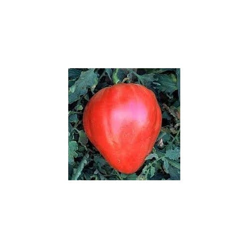 Heirloom Red Oxheart Tomato Seeds for Planting [neera-v5-1975f8dbe9a3c3ff10b0]