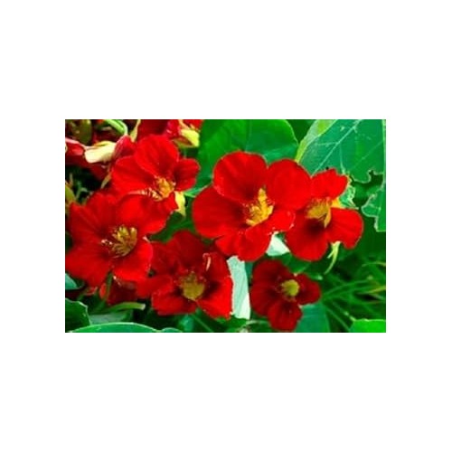 Heirloom Red Nasturtium Flower Seeds for Planting [neera-v5-197703373d3f1254c4a6]