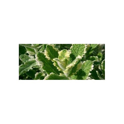 Variegated Pineapple Peppermint Plant Seeds [neera-v5-197aa284883b1b6a1cf4]