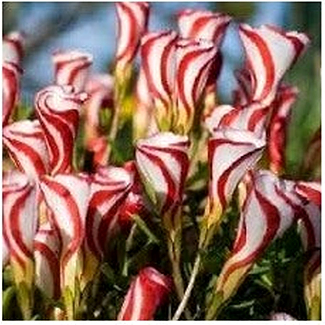 Red Wood Sorrel Oxalis Acetosella Flower For Planting In Indoor Pots Or Shaded Garden Areas Flower [neera-v5-19861d4ad94250721ab0]