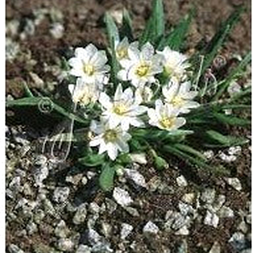 White Nevadensis Flower Seeds for Planting [neera-v5-199078bb489d9e0a4525]