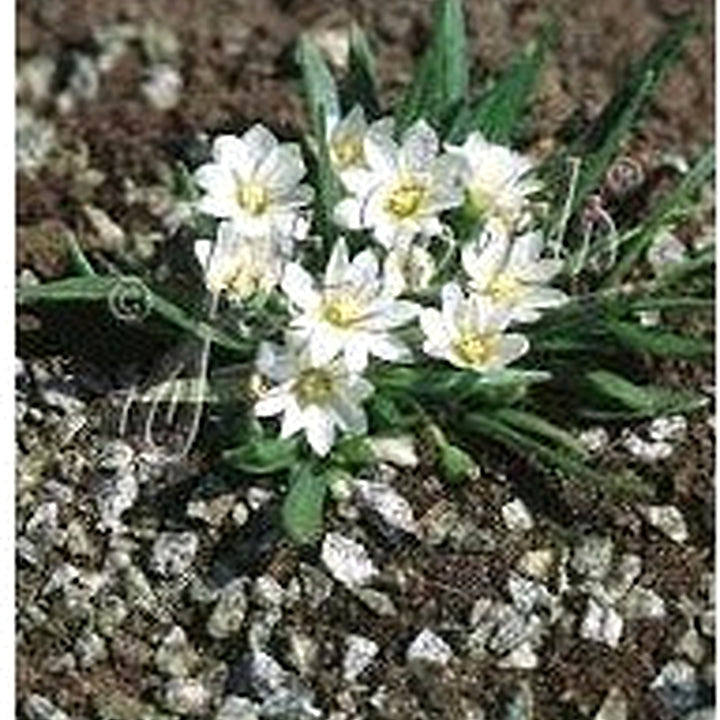 White Nevadensis Flower Seeds for Planting [neera-v5-199078bb489d9e0a4525]