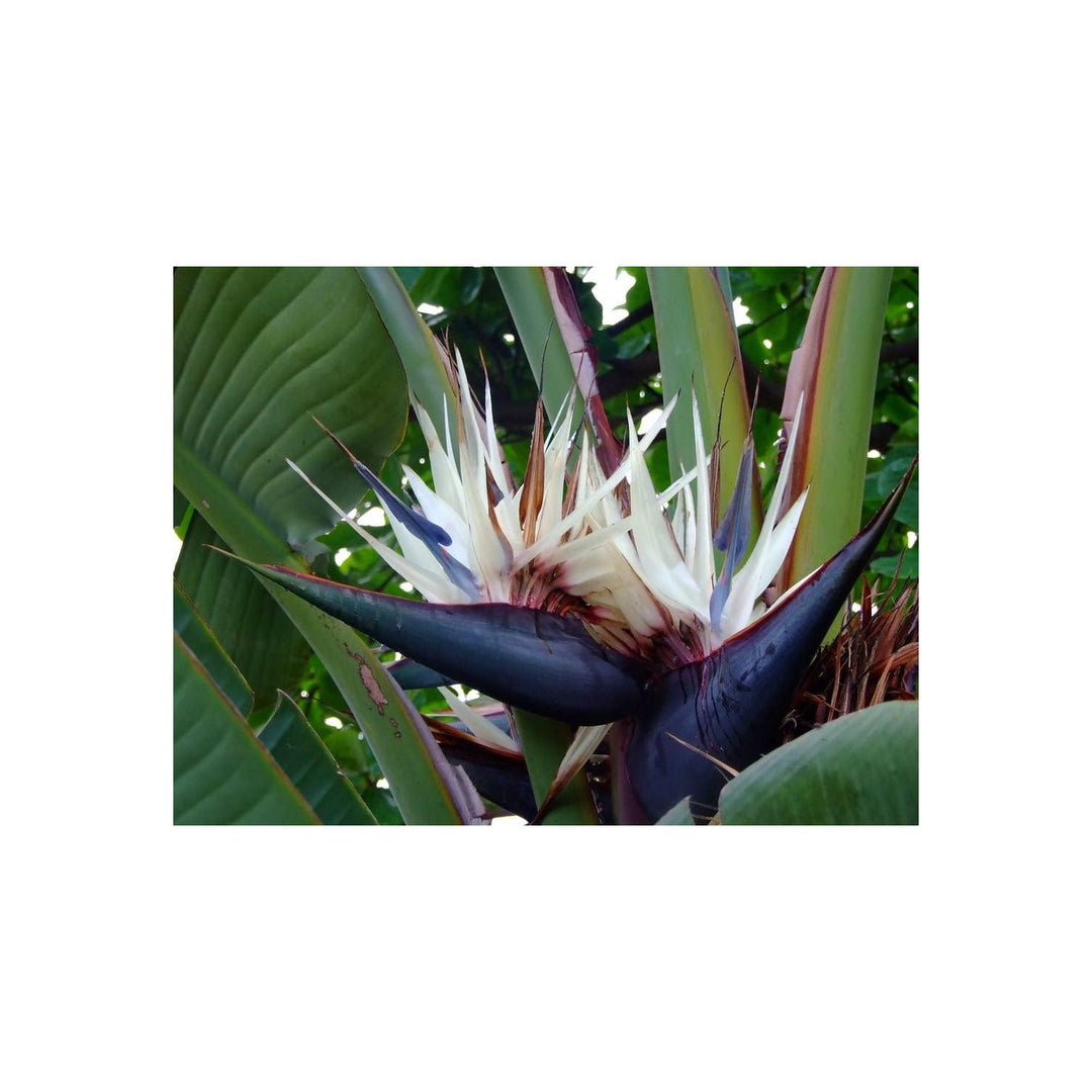 White Heirloom Non Gmo Strelitzia Reginae Houseplant For Planting Exotic Bird Of Paradise Flower [neera-v5-1994a7ded3497018b7a9]