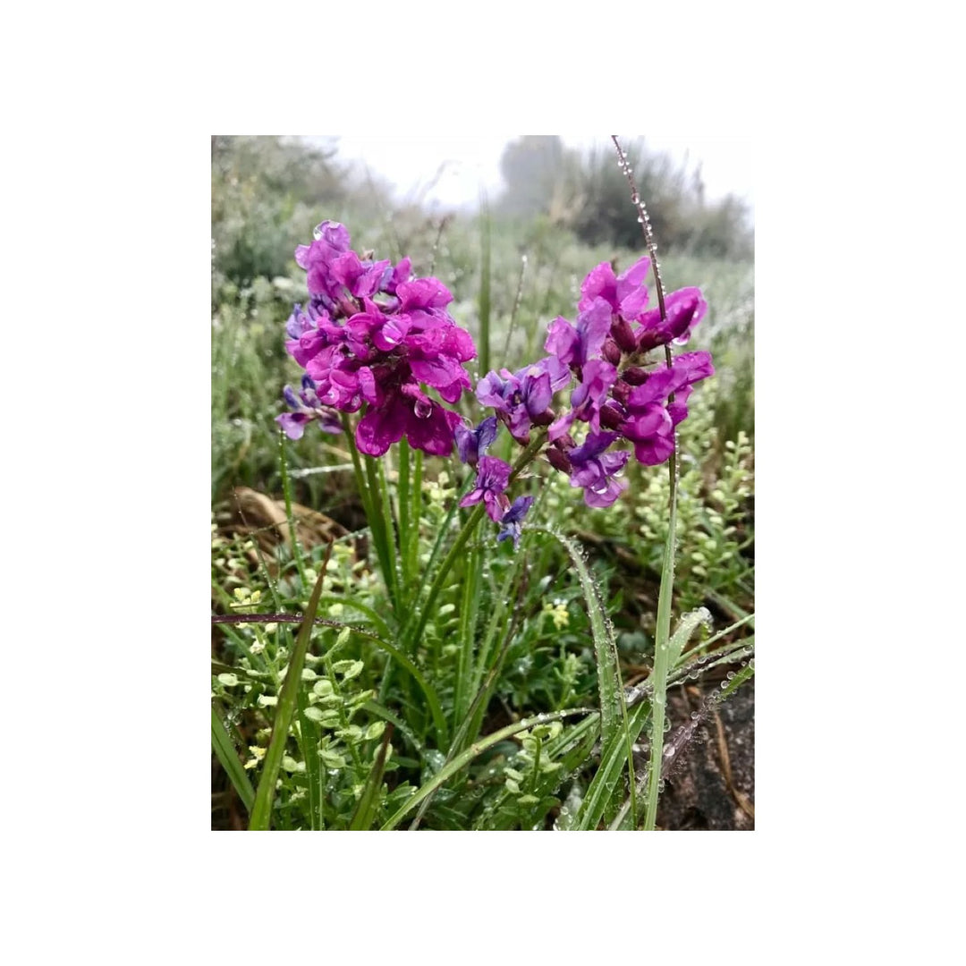 Heirloom Non Gmo Oxytropsis Lambertii Flower Rare Wildflower For Planting Flower Seeds for Home [neera-v5-199d9ce665ae18c21082]