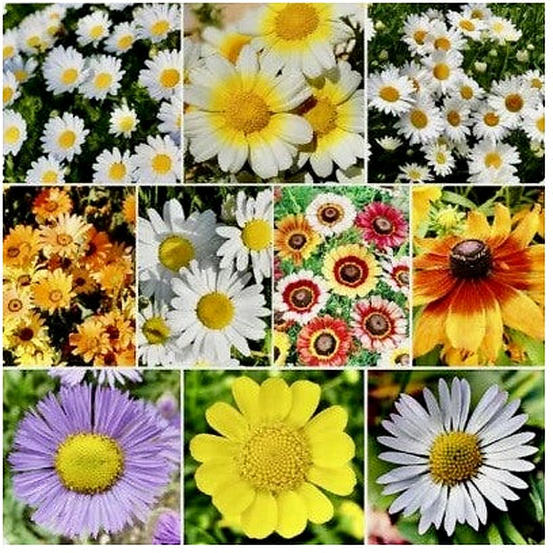 Mix Daisy Crazy Planting Daisy Flower Mix Attracts Hummingbirds Usa Heirloom Non Gmo Flower [neera-v5-199ead1004902b73eb9a]