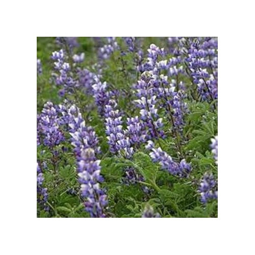 Lavender Arroyo Lupine Flower Seeds for Planting [neera-v5-19a6479f5518834ca78e]