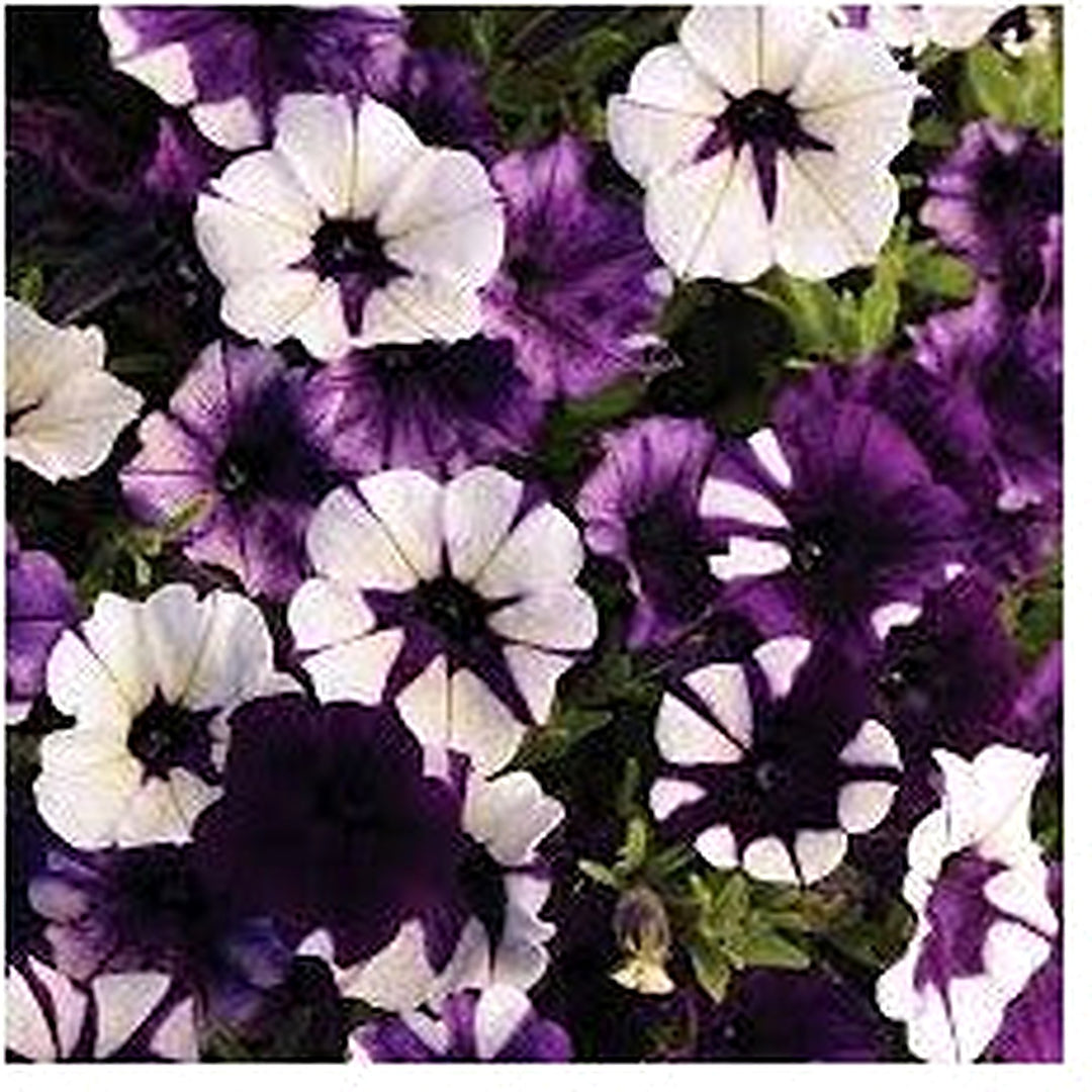 Shock Wave Tie Dye Purple Petunia Flower Seeds for Planting [neera-v5-19aa9c4b3abad0010abd]