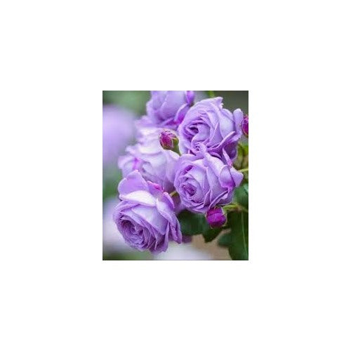 Lavender Rose Flower Seeds for Planting [neera-v5-19b29ac39976f859a030]