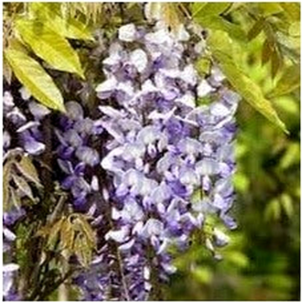 Wisteria Vine Flower Seeds for Planting [neera-v5-19d06872e76dff71e058]