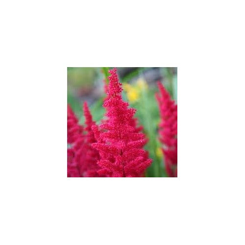 Dark Pink Astilbe Flower Seeds for Planting [neera-v5-19d602da7616786672a2]