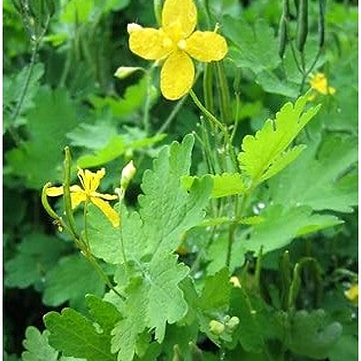 Heirloom Non-GMO Celidonia Flower Seeds for Wild Medicinal and Shade Garden Planting [neera-v5-19de229e805cc84dea57]