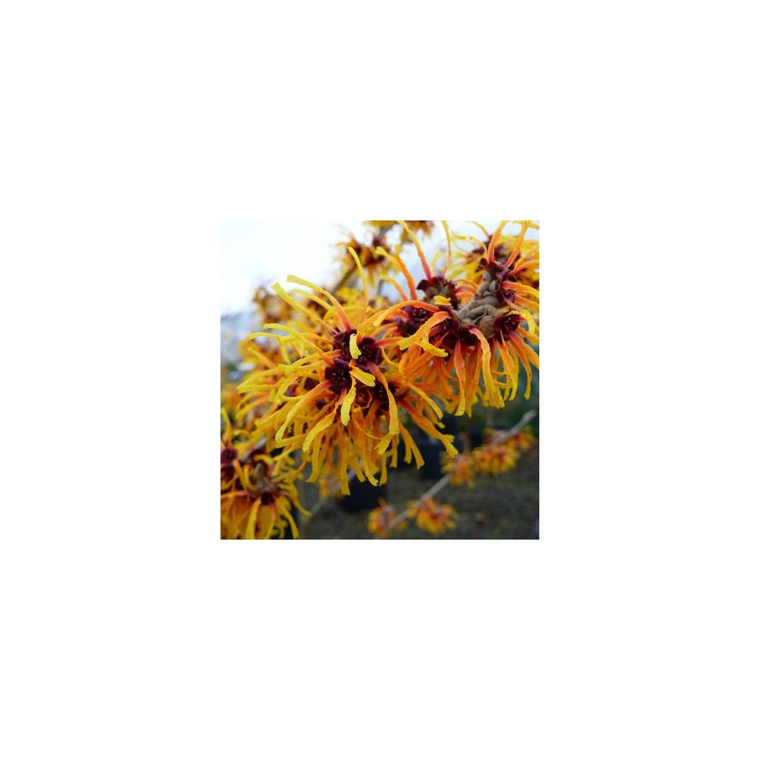 Yellow Witch Hazel Flower Hamamelis Virginiana Winter Blooms For Shrub Planting Flower Seeds for [neera-v5-19f360c3d9367b5e03bd]