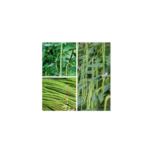 Oriental Yard Long Bean Seeds for Planting [neera-v5-19f93e3ebe5892b7306f]