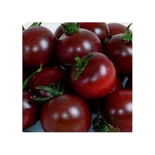 Heirloom Non-GMO Maroon Tomato Seeds for Home Garden Planting [neera-v5-19fbfdd3fa78455c7d8d]