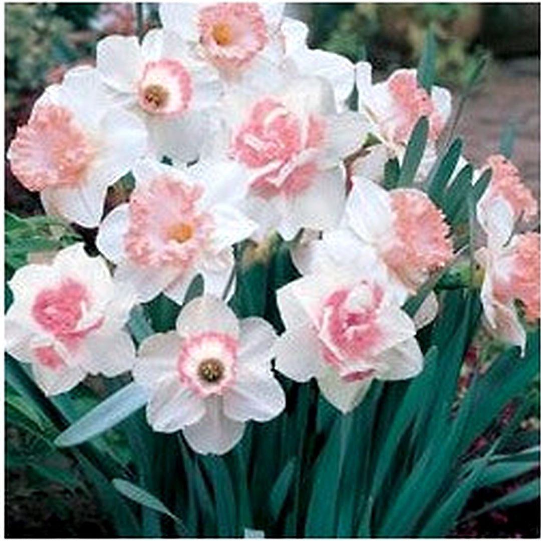 Pink Double Petal Narcissus Flower Seeds for Planting [neera-v5-19feb9ad488d62a477ed]