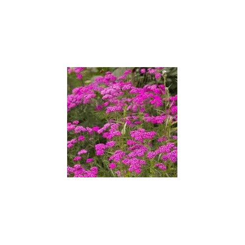 Heirloom Yarrow Flower Seeds for Planting [neera-v5-1a04597e03f20252527d]