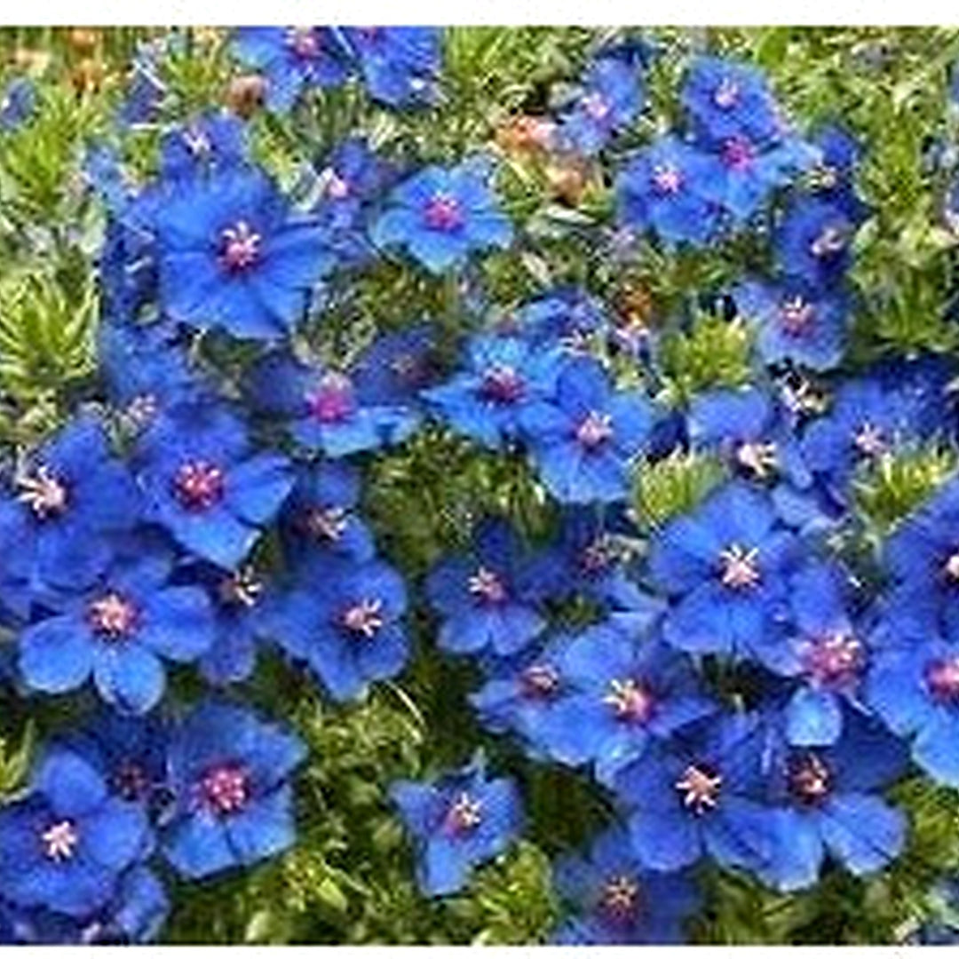 Pimpernel Anagallis Flower Seeds [neera-v5-1a08b6d150653b1f0da5]