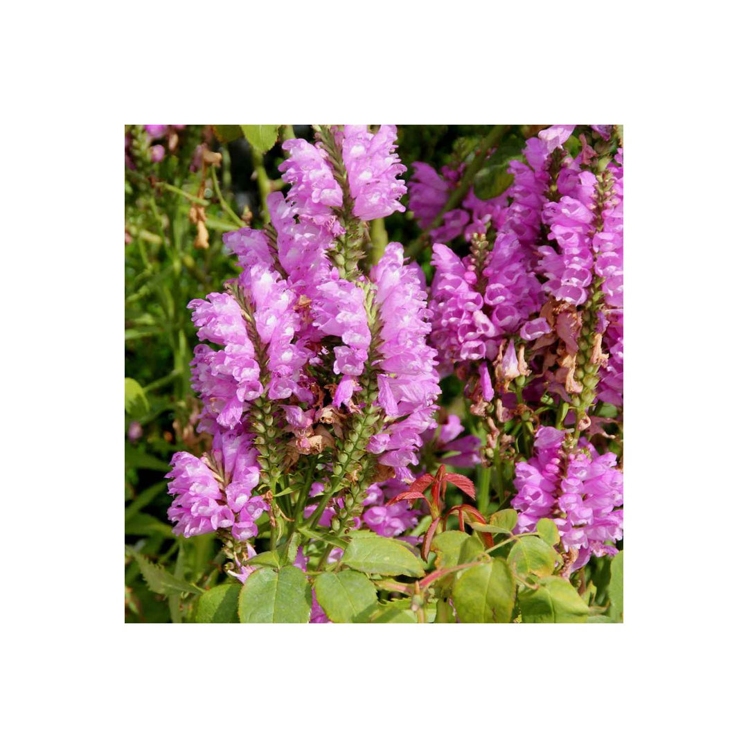 Pink Physostegia Flower For Planting Flower Seeds for Home Garden Planting, Landscape Organic [neera-v5-1a09a82af06e9ecc88db]