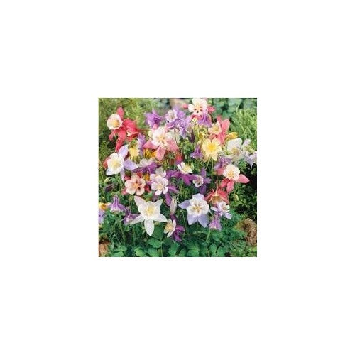 Heirloom Non-GMO Tequila Sunrise Columbine Flower Seeds for Planting [neera-v5-1a1043aa8ebcd686761b]