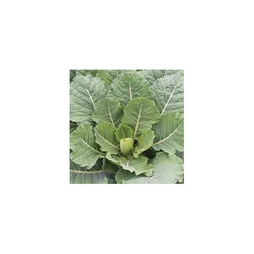 Collard Vegetable Seeds for Planting [neera-v5-1a22465627c1d180fd25]