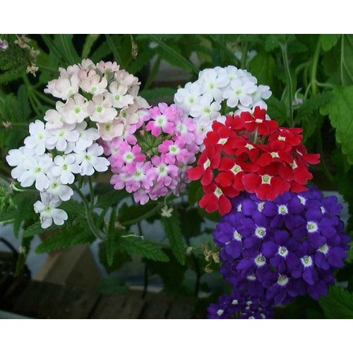 Peach Verbena Didyma Flower Seeds for Planting [neera-v5-1a22bded0df963f380d1]