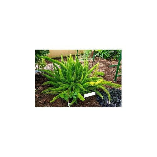 Asparagus Meyeri Seeds for Planting [neera-v5-1a244a3d9ef899252c08]
